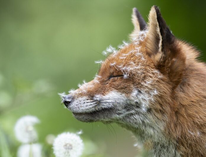 LONDON, UK: A fox serenely relaxes as dandelion seeds gently rest on its face, after the rest of its family reportedly took up residence in a south London cemetery