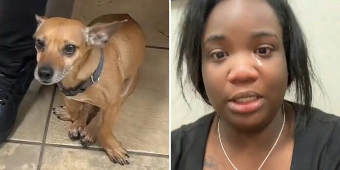 ‘He will not walk’: Pet owner warns against Scenthound after using the grooming service
