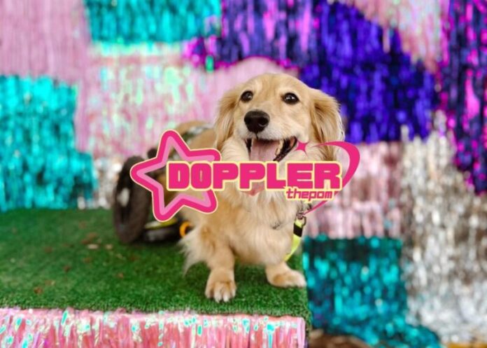 Austin dachshund goes viral showing life on wheels, wiener dog race