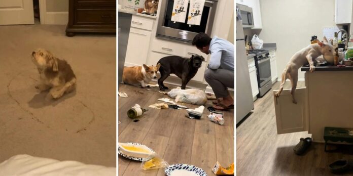 Dog owners are sharing hilarious and horrifying videos of their ‘bad dogs’ on TikTok