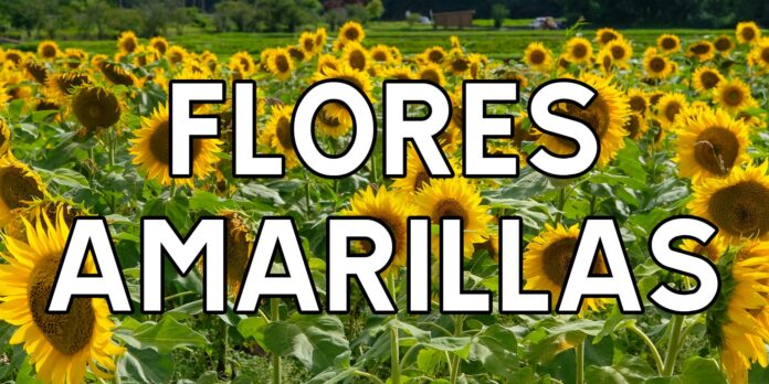 Flores Amarillas is for the real lovers