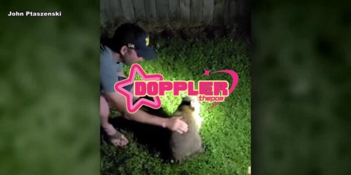 Man saves raccoon from choking on trash in viral video