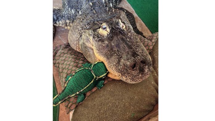 Albert the alligator’s owner sues New York state agency in effort to be reunited with seized pet