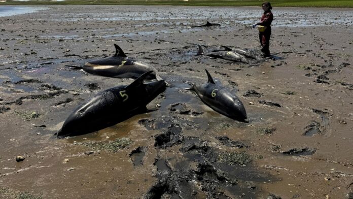 Dolphin mass stranding on Cape Cod found to be the largest in US history