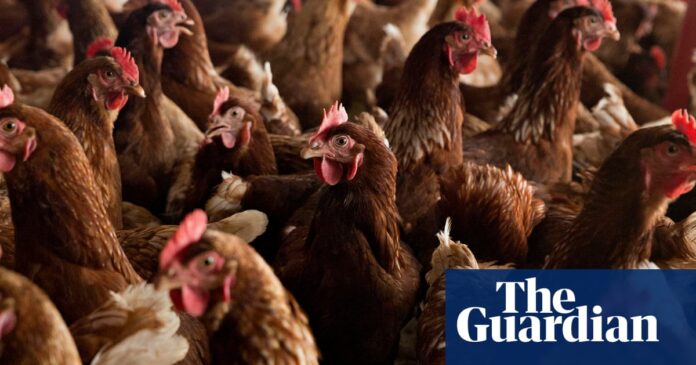 Extreme heat could be a key factor in the spread of bird flu among humans