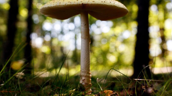 Midwest sees surge in calls to poison control centers amid bumper crop of wild mushrooms