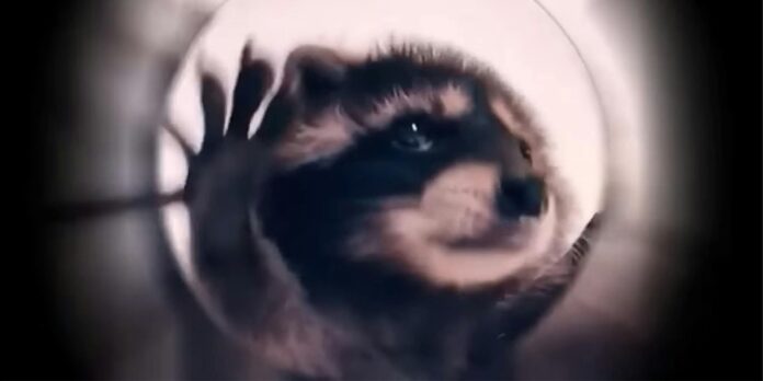 Pedro Raccoon is TikTok’s favorite dancer