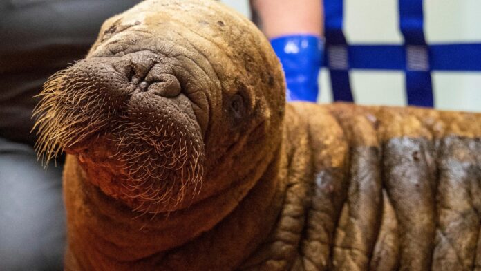 Rescued walrus calf ‘sassy’ and alert after seemingly being left by her herd in Alaska