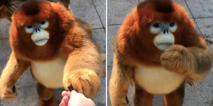 The golden snub-nosed monkey meme: a history