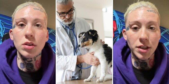 ‘Was he alive when you brought him in?’: Pet owner issues warning about the vet after failed diagnosis