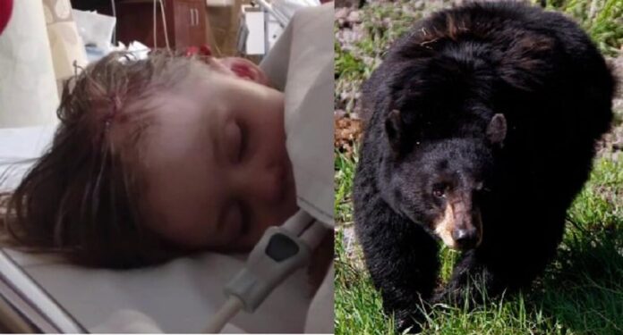 Black bear attacks child in tent at Montana campground