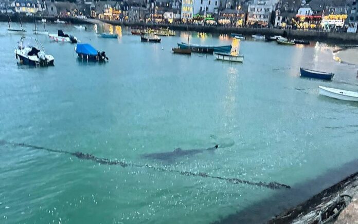 A juvenile basking shark swam into the harbour in St Ives on Tuesday night