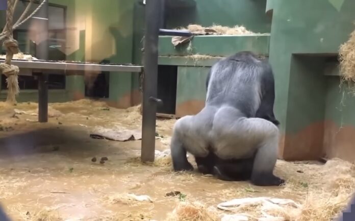 Gorillas caught mating in front of zoo visitors