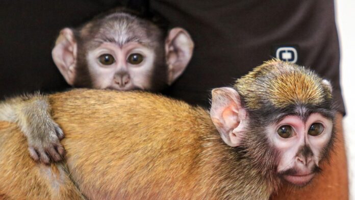 Handlers help raise half-sister patas monkeys born weeks apart at an upstate New York zoo