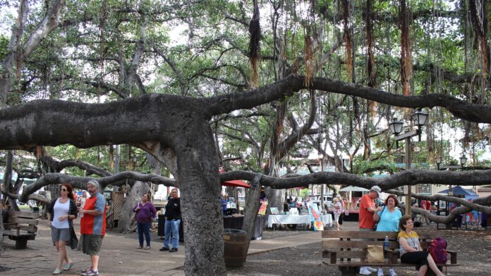 How Lahaina’s more than 150-year-old banyan tree is coming back to life after devastating fire