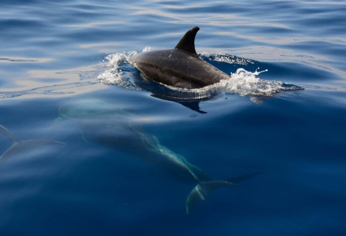 Lone dolphin suspected in multiple attacks on Japanese beach-goers at Wakasa Bay due to sexual frustration, causing injuries