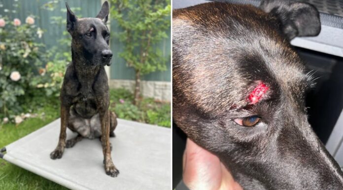 Police dog injured by rioter in Tamworth disorder