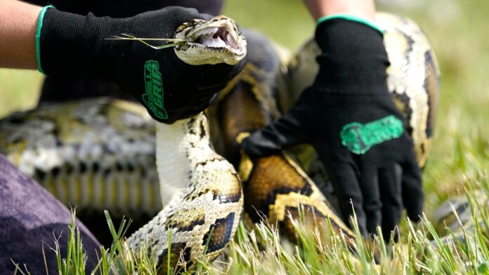 Snake hunters will wrangle invasive Burmese pythons in Everglades during Florida’s 10-day challenge