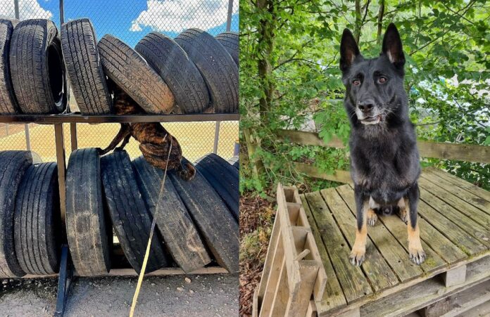 Sniffer dogs deployed at West End theatres amid drug concerns