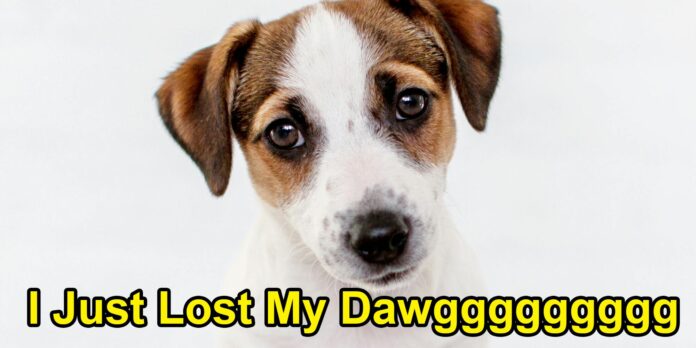 The ‘I Just Lost My Dawg’ meme, explained