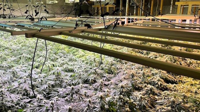 Utility company’s proposal to rat out hidden marijuana operations to police raises privacy concerns