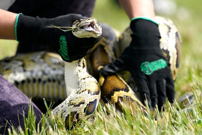 Veterans tackle Burmese pythons for Florida's and therapy