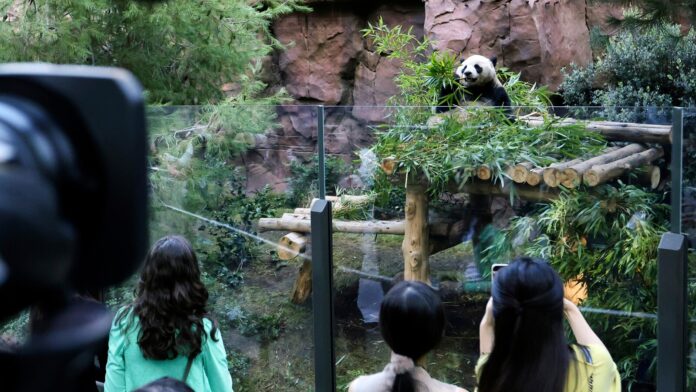 What’s black and white and fuzzy all over? It’s 2 giant pandas, debuting at San Diego Zoo