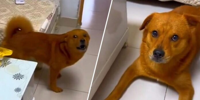 ‘Justice for XiaoPang’: Why the orange Chinese dog is going massively viral in the West