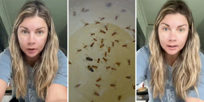 ‘Perfect trap for them’: Homeowner shares hack for getting rid of fruit flies in the kitchen. All you need is one ingredient