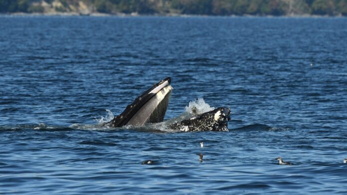 A bewildered seal found itself in the mouth of a humpback whale