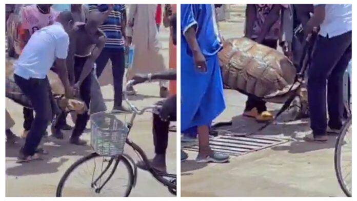 CAPTURED VIDEO: Giant tortoise found after it escaped from Zoo in Maiduguri during the flood