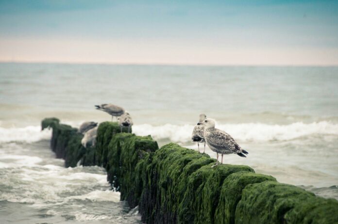 Children in Eyemouth suffered deep gashes and "blood dripping down their faces" after a series of attacks by seagulls over one month.