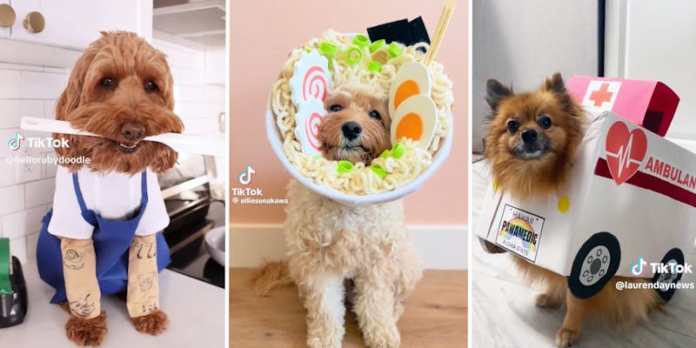 From cute last-minute looks to fun pop culture references, here are the best 2024 dog costume ideas