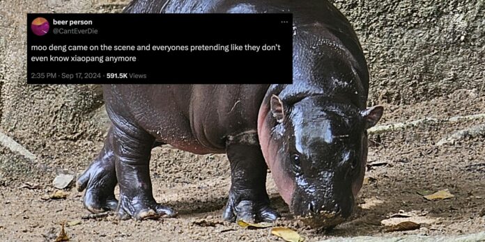 Just 25 iconic Moo Deng the hippo memes