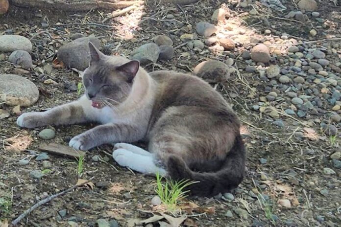 Missing cat at Yellowstone Park found 900 kms away, reunited