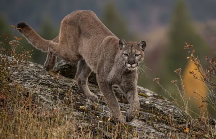 Mountain lion attacks 5-year-old boy during LA County picnic