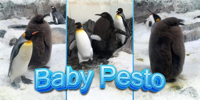 Move over Moo Deng, Baby Pesto the gigantic king penguin is here