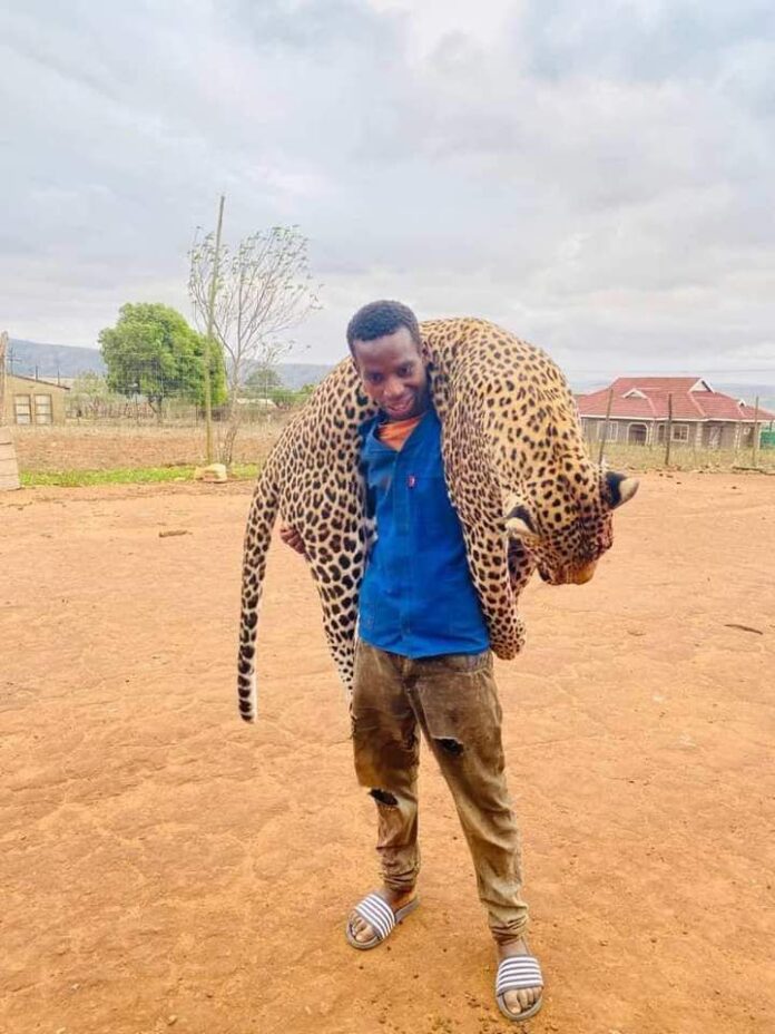 PHOTO: Community as resident killed a leopard in Majomela village, Nongoma