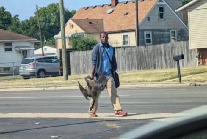 PHOTO: Haitian guy seen holding goose in his hand he wants to eat while walking comfortably in Springfield, Ohio