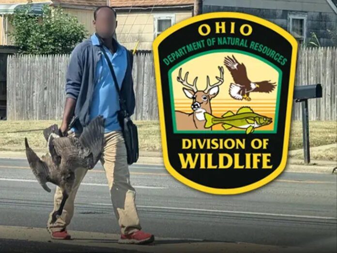 PHOTO: The Ohio Division of Wildlife tells TMZ that the Black man holding geese in the photo that went viral was actually picking up the geese after they were hit in a car accident in Columbus