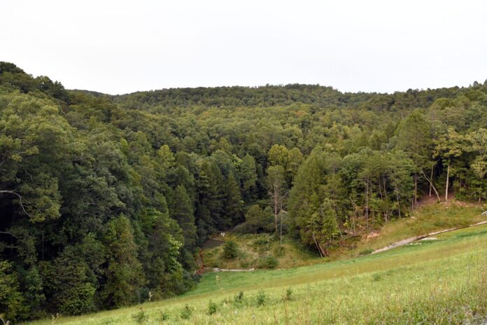 Trees stand in wooded areas alongside Interstate 75 near Livingston, Ky., Sunday, Sept. 8, 2024, as police search for a suspect in a shooting Saturday along the Interstate. (AP Photo/Timothy D. Easley).