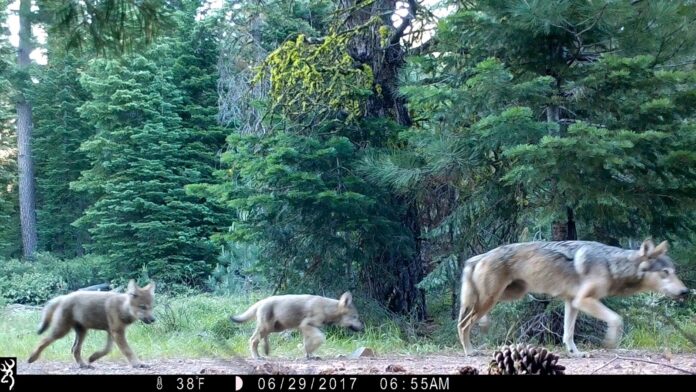 The Biden administration is taking steps to eliminate protections for gray wolves