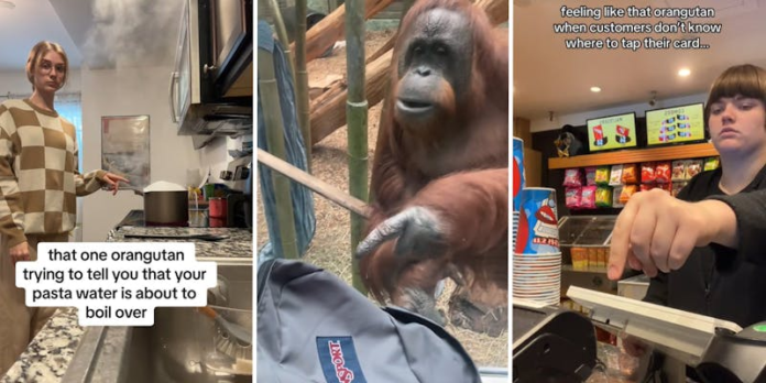 TikTokers can relate to Amber the Pointing Orangutan