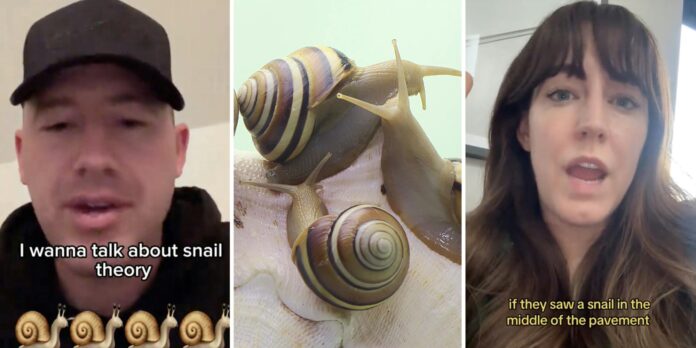 What is snail theory? The psychological scenario, explained