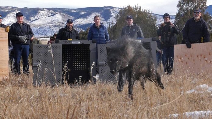 Wolf pack blamed in Colorado livestock attacks is captured and will be relocated