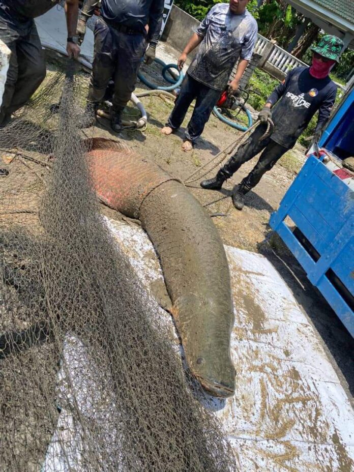 PHOTO: 5 Malaysian Fisheries Department (DOF) injured and suffocated by giant arapaima fish