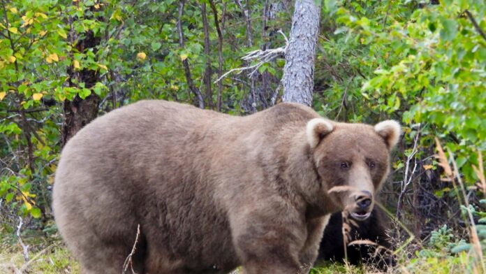 Grazer beats the behemoth that killed her cub to win Alaska’s Fat Bear Contest