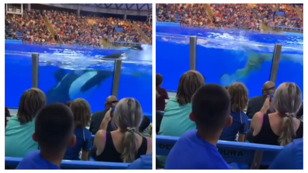 VIDEO Whale splashed poo water on audience after defecating in