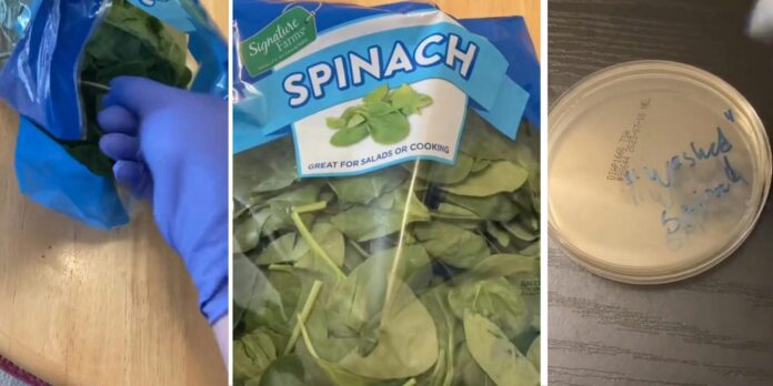 ‘Washed and ready to eat you say?’: Expert tests pre-packaged spinach from grocery store. He makes a shocking discovery